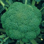 broccolo-parthenon